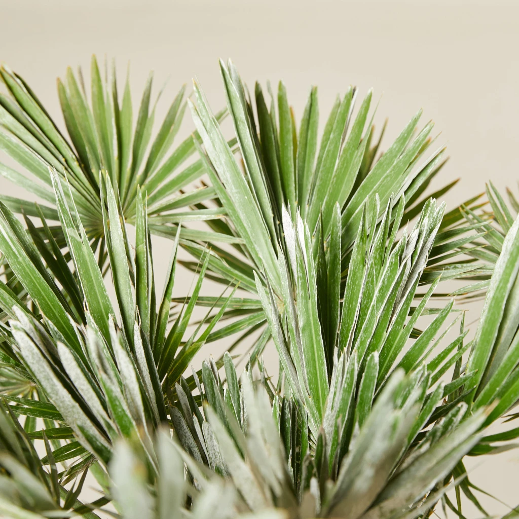 Chamaerops Humilis ‘Vigo’ 5 Chamaerops Humilis ‘Vigo’ - Image 5