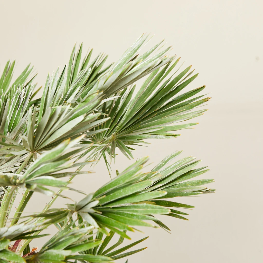 Chamaerops Humilis ‘Vigo’ 2 Chamaerops Humilis ‘Vigo’ - Image 2