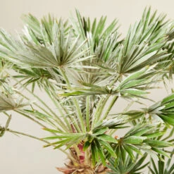 Chamaerops Humilis ‘Vigo’ 7 Chamaerops Humilis ‘Vigo’ -Plant Discount Store CUV 6138b7c9f2f99