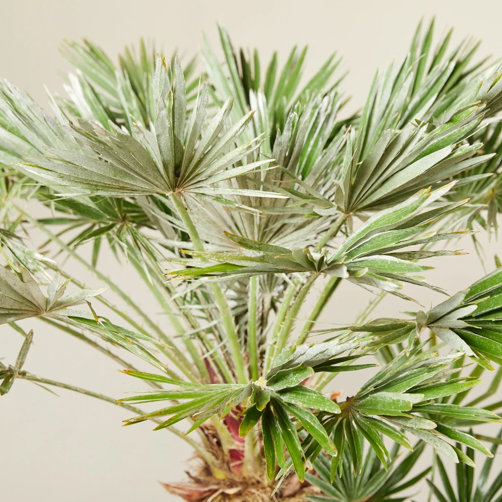 Chamaerops Humilis ‘Vigo’ 3 Chamaerops Humilis ‘Vigo’ - Image 3