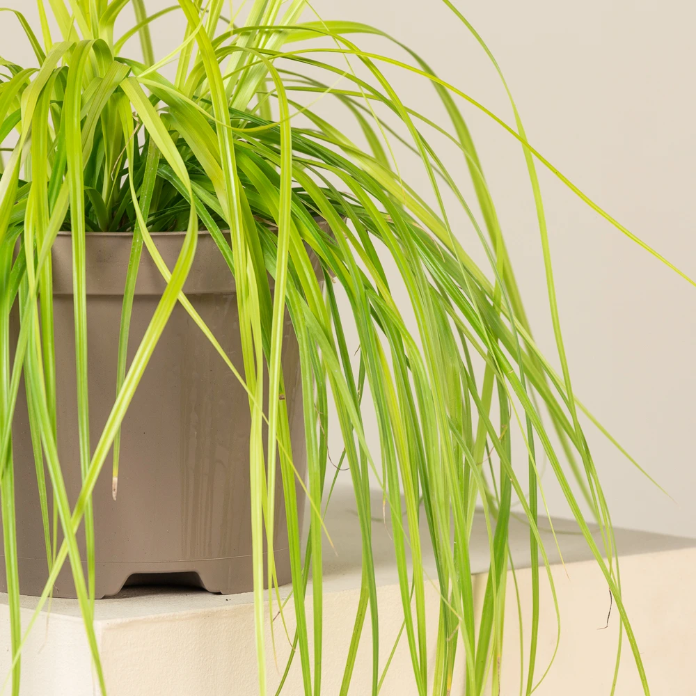 Carex Oshimensis ‘Everillo’ 4 Carex Oshimensis ‘Everillo’ - Image 4