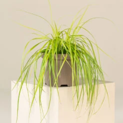 Carex Oshimensis ‘Everillo’