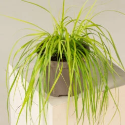 Carex Oshimensis ‘Everillo’ 6 Carex Oshimensis ‘Everillo’ -Plant Discount Store CVL 2 3 2