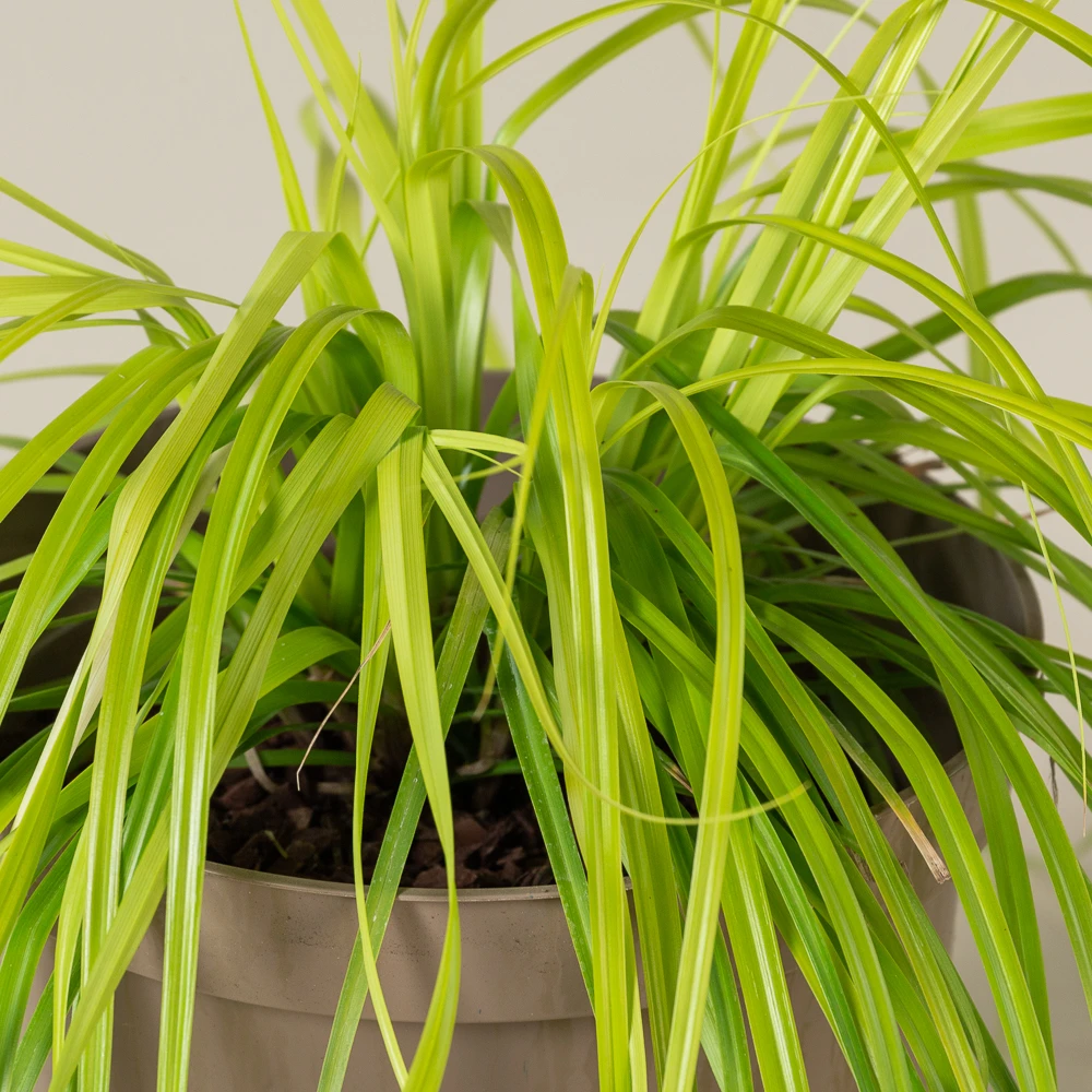 Carex Oshimensis ‘Everillo’ 2 Carex Oshimensis ‘Everillo’ - Image 2