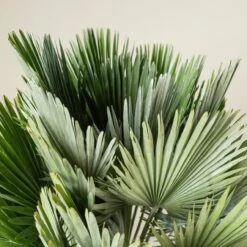 Chamaerops Humilis ‘Vulcano’ 10 Chamaerops Humilis ‘Vulcano’ -Plant Discount Store CVU 90 1 scaled 1