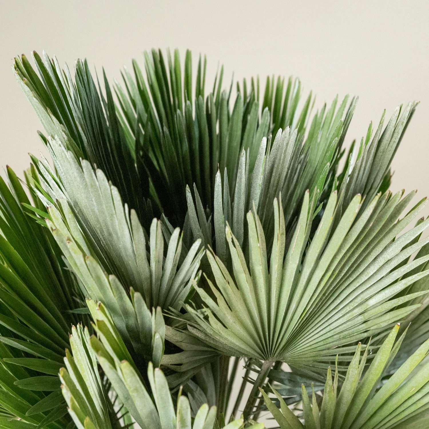 Chamaerops Humilis ‘Vulcano’ 4 Chamaerops Humilis ‘Vulcano’ - Image 4