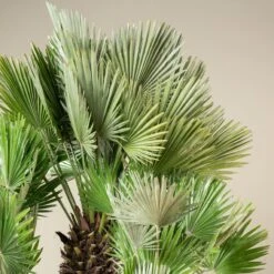 Chamaerops Humilis ‘Vulcano’ 11 Chamaerops Humilis ‘Vulcano’ -Plant Discount Store CVU 90 4 scaled 1