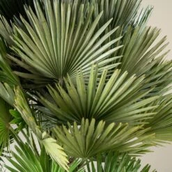 Chamaerops Humilis ‘Vulcano’ 12 Chamaerops Humilis ‘Vulcano’ -Plant Discount Store CVU 90 5 scaled 1