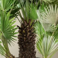 Chamaerops Humilis ‘Vulcano’ 13 Chamaerops Humilis ‘Vulcano’ -Plant Discount Store CVU 90 6 scaled 1