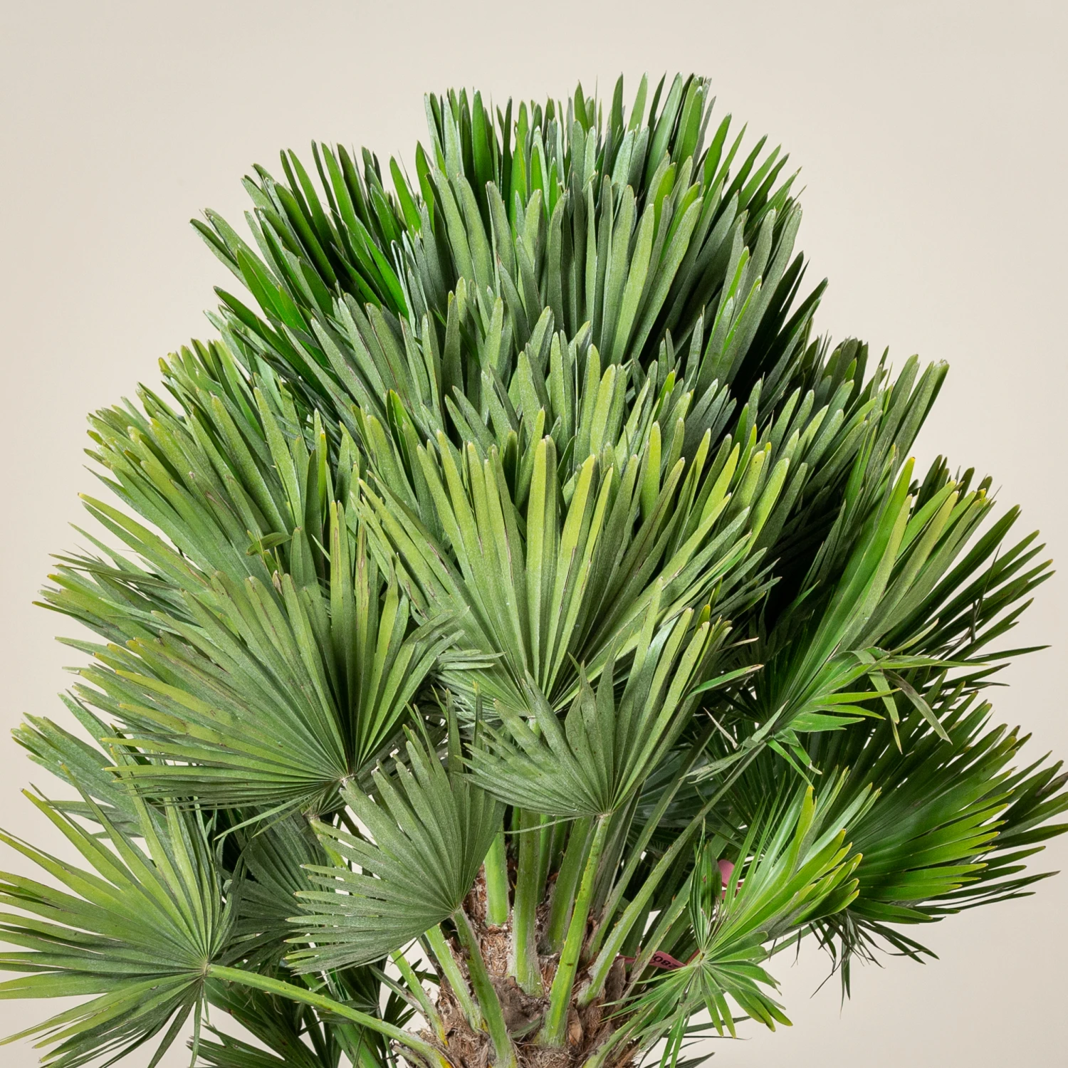 Chamaerops Humilis ‘Vulcano’ 2 Chamaerops Humilis ‘Vulcano’ - Image 2