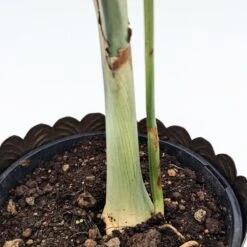 Chamaedorea Radicalis 7 Chamaedorea Radicalis -Plant Discount Store C 18833 606e48379a11d 1