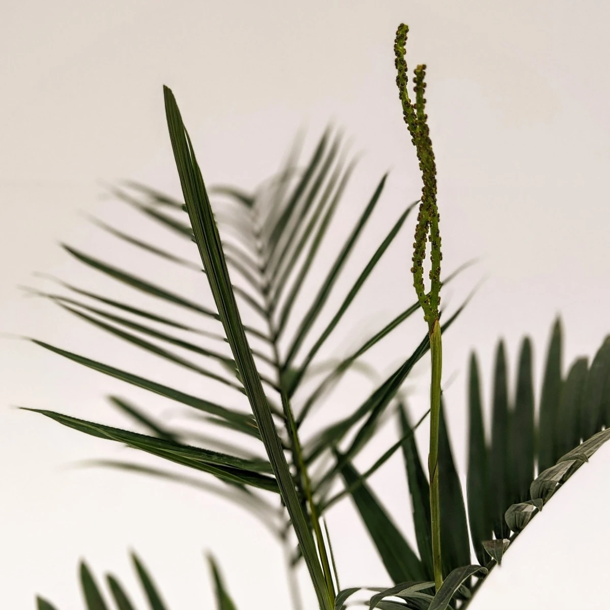 Chamaedorea Radicalis 2 Chamaedorea Radicalis - Image 2