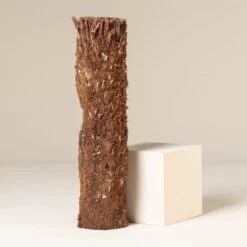 Dicksonia Antarctica (large Size Trunk)