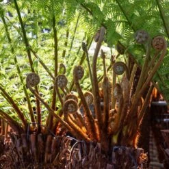 Dicksonia Antarctica (large Size Trunk) -Plant Discount Store DAN 1 5 scaled 1