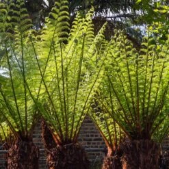 Dicksonia Antarctica (large Size Trunk) -Plant Discount Store DAN 2 6 scaled 1