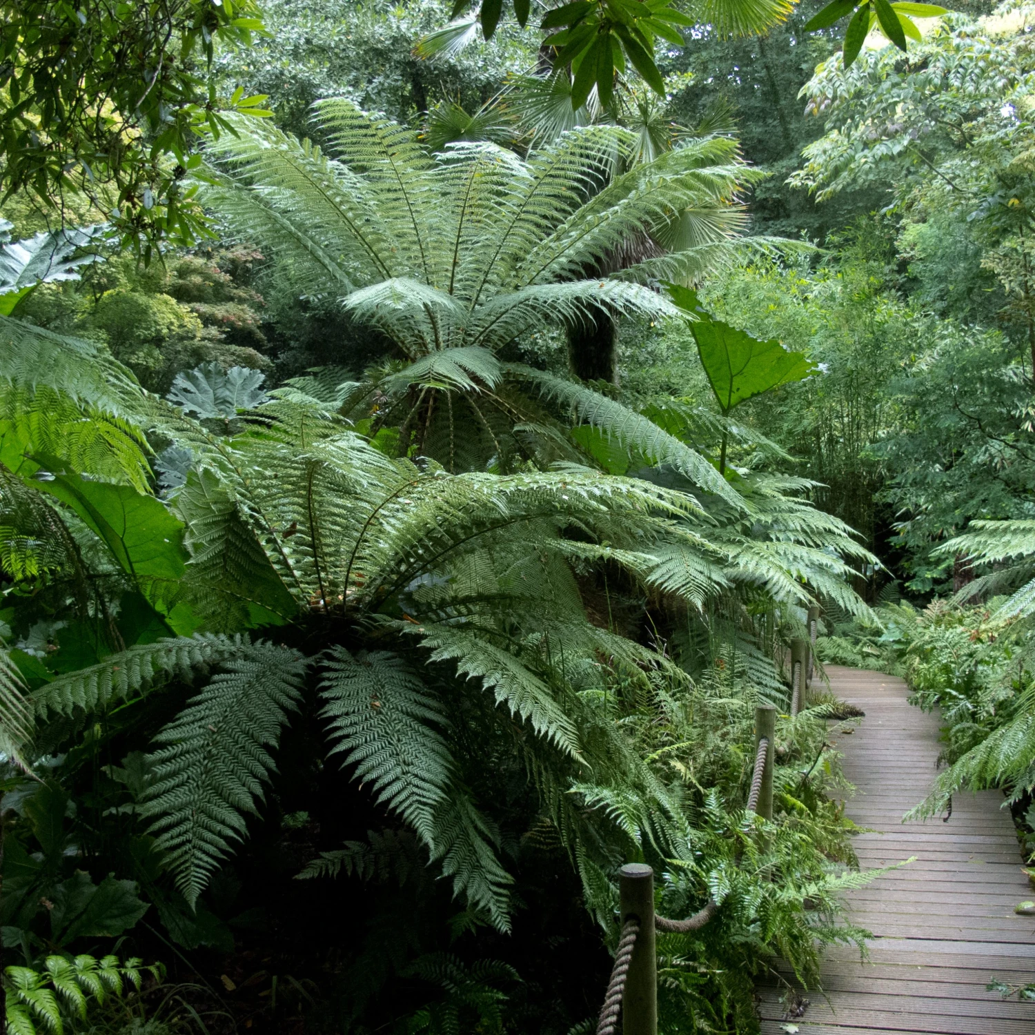 Tree Fern Fertiliser 3 Tree Fern Fertiliser - Image 3