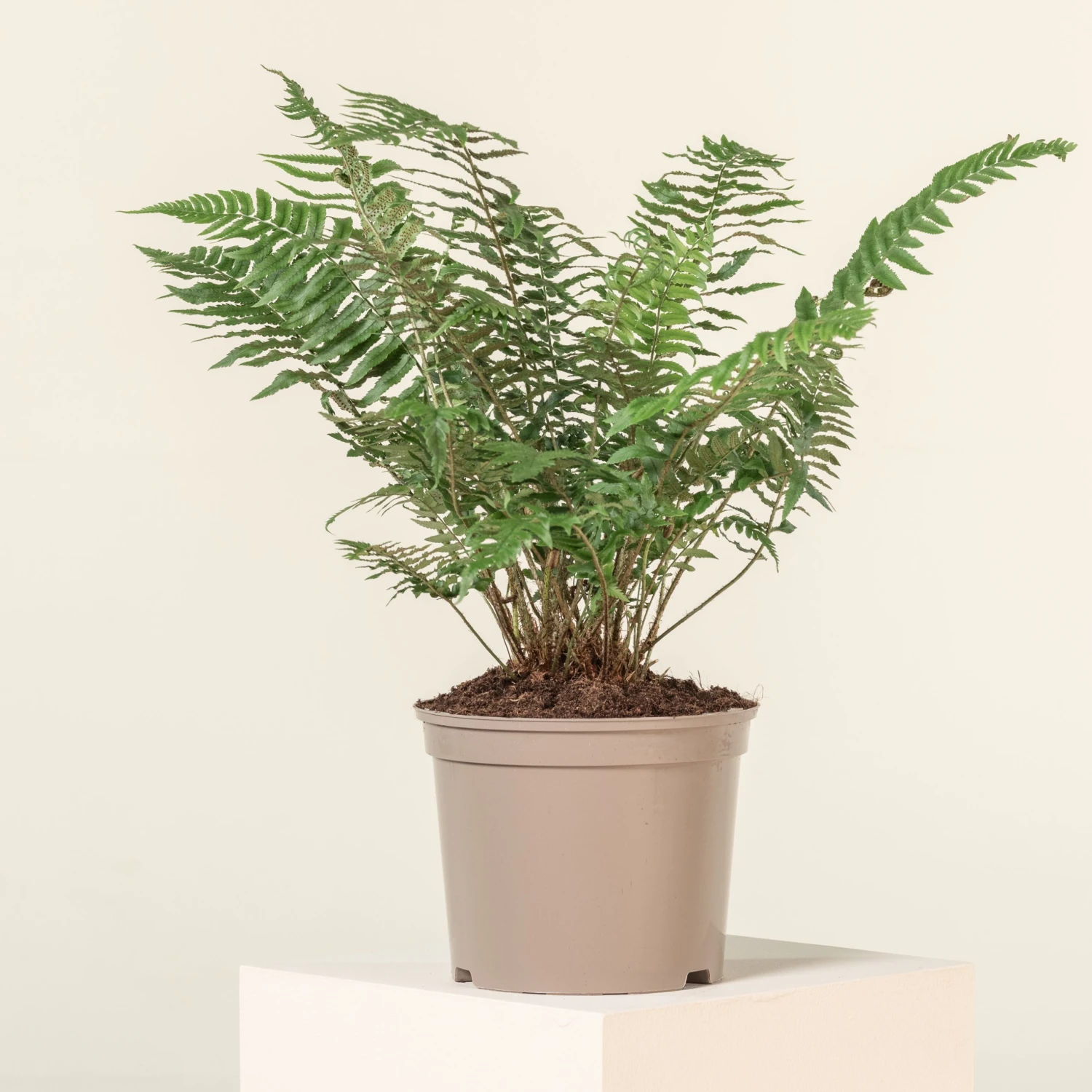 Dryopteris Atrata 1 Dryopteris Atrata