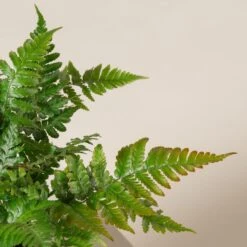 Dryopteris Erythrosora ‘Brilliance’ -Plant Discount Store DBR 2 scaled 1