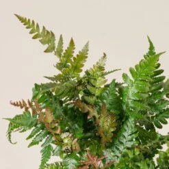 Dryopteris Erythrosora ‘Brilliance’ -Plant Discount Store DBR 3 scaled 1