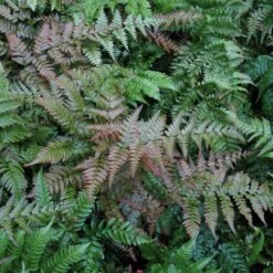 Dryopteris Erythrosora ‘Brilliance’ -Plant Discount Store DBR 6 scaled 1
