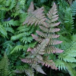 Dryopteris Erythrosora ‘Brilliance’ -Plant Discount Store DBR 7 scaled 1