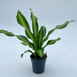 Dracaena Burley
