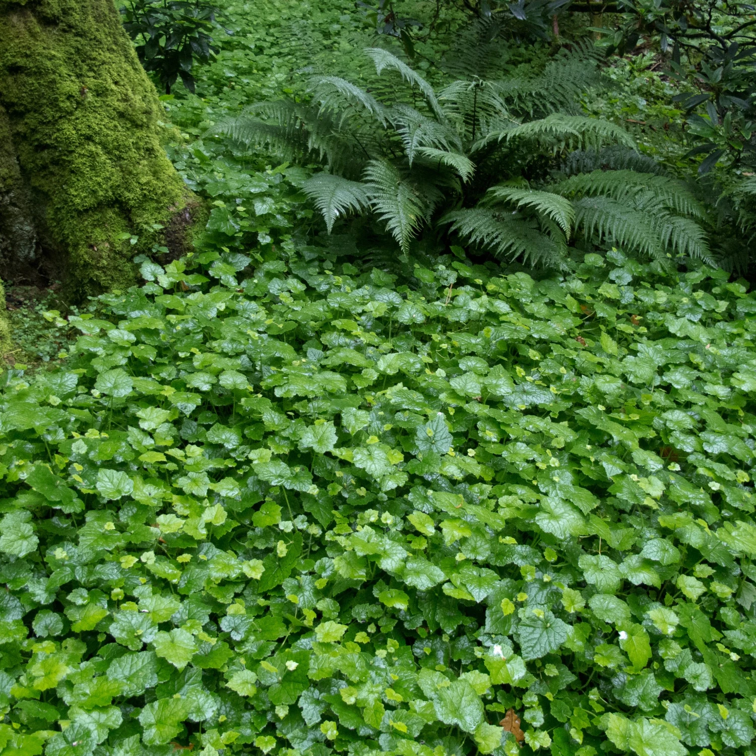 Dryopteris Affinis 2 Dryopteris Affinis - Image 2