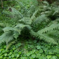 Dryopteris Affinis 5 Dryopteris Affinis -Plant Discount Store DEF 2 scaled 1