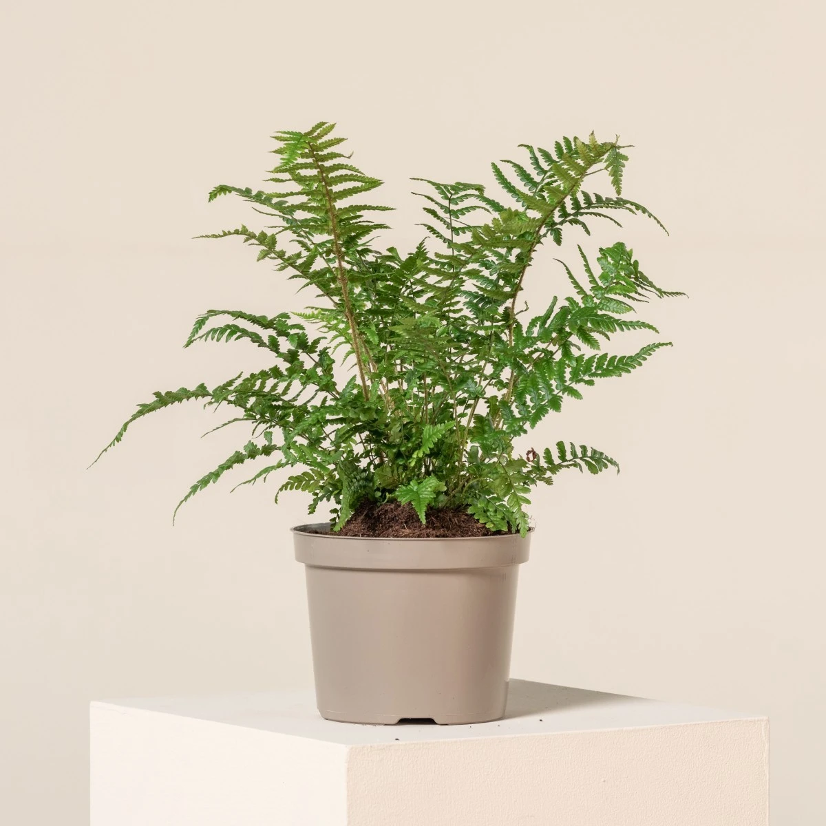 Dryopteris Affinis 1 Dryopteris Affinis