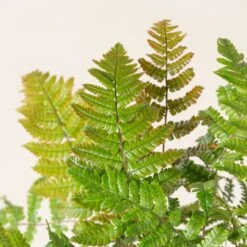 Dryopteris Lepidopoda 7 Dryopteris Lepidopoda -Plant Discount Store DLI 2 scaled 1