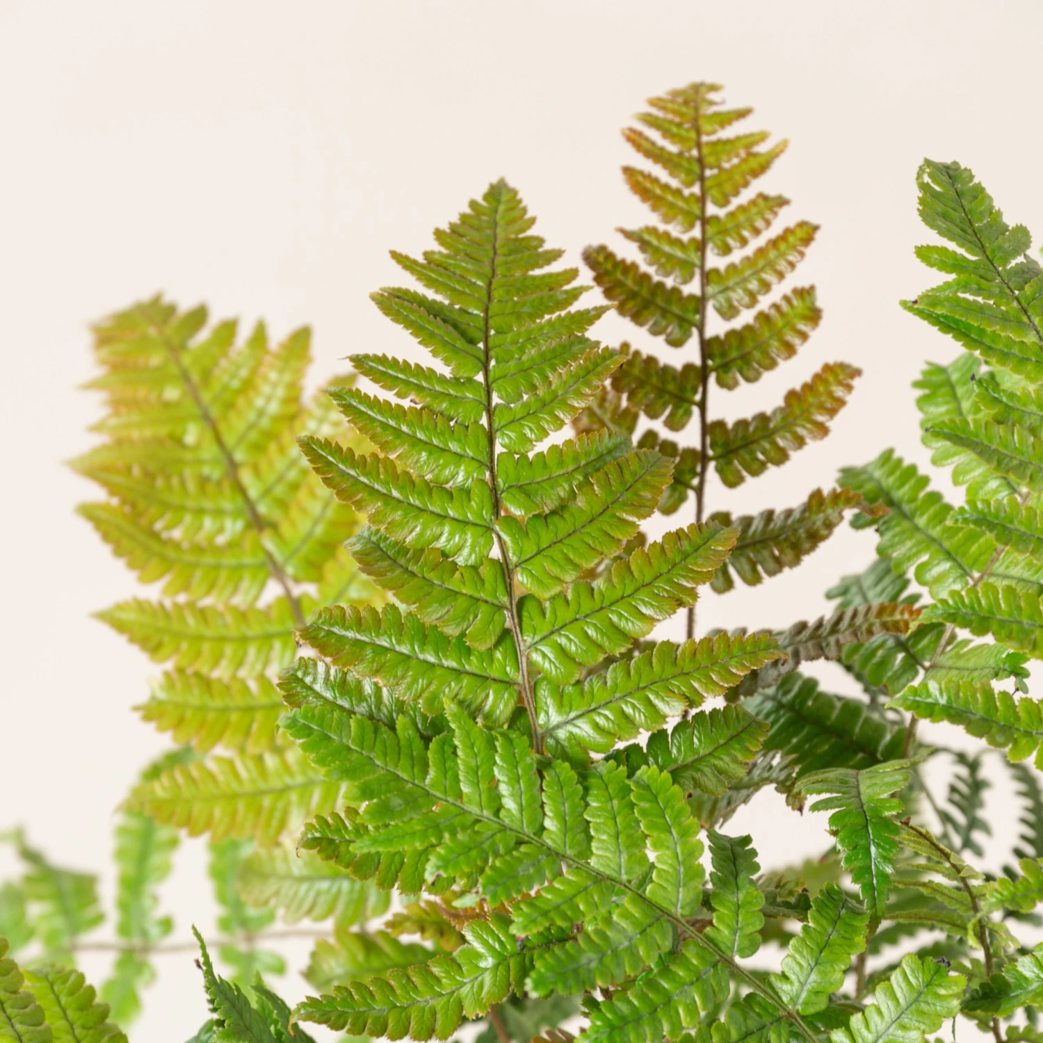 Dryopteris Lepidopoda 3 Dryopteris Lepidopoda - Image 3