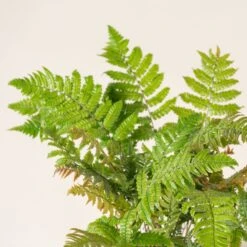 Dryopteris Lepidopoda 8 Dryopteris Lepidopoda -Plant Discount Store DLI 3 scaled 1