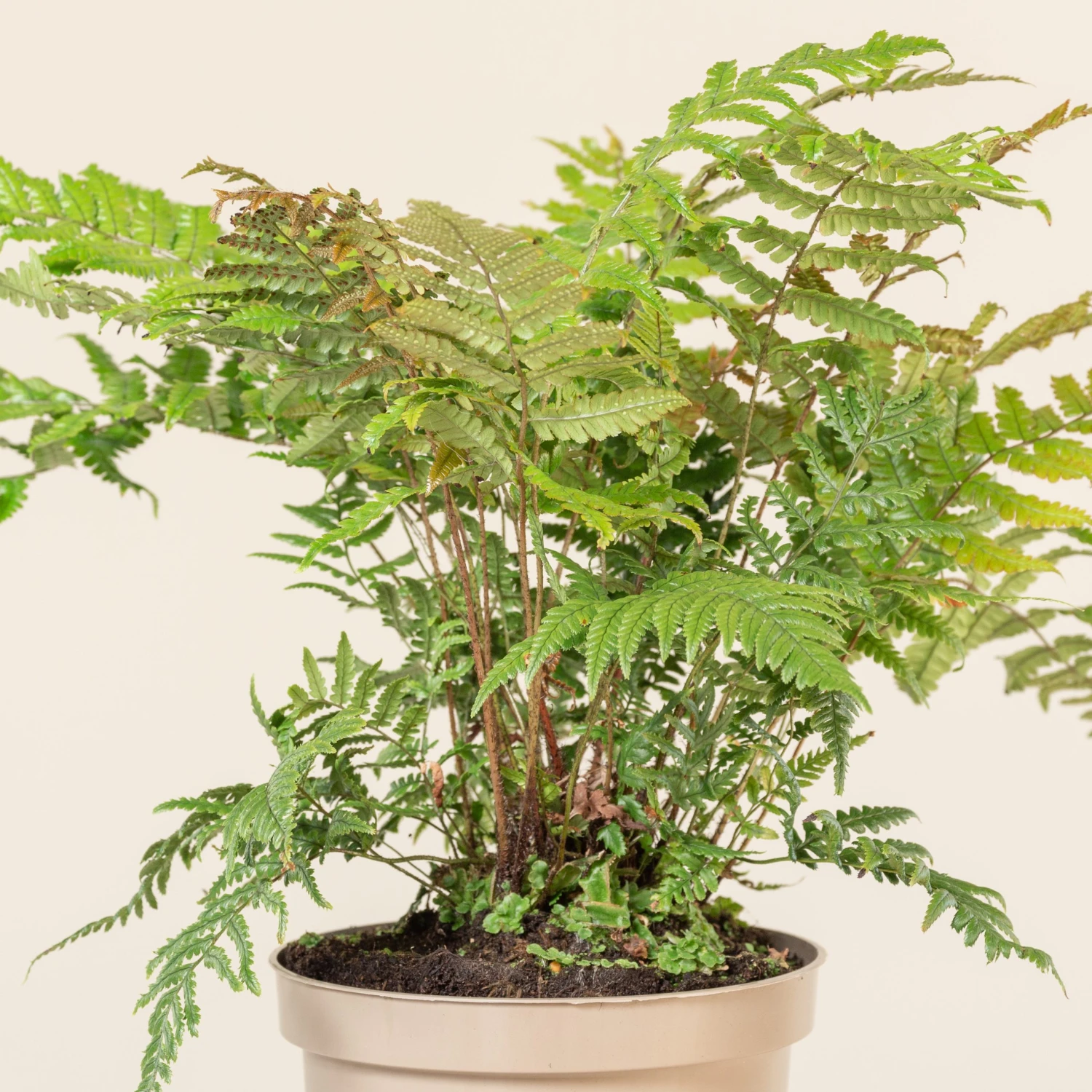 Dryopteris Lepidopoda 2 Dryopteris Lepidopoda - Image 2