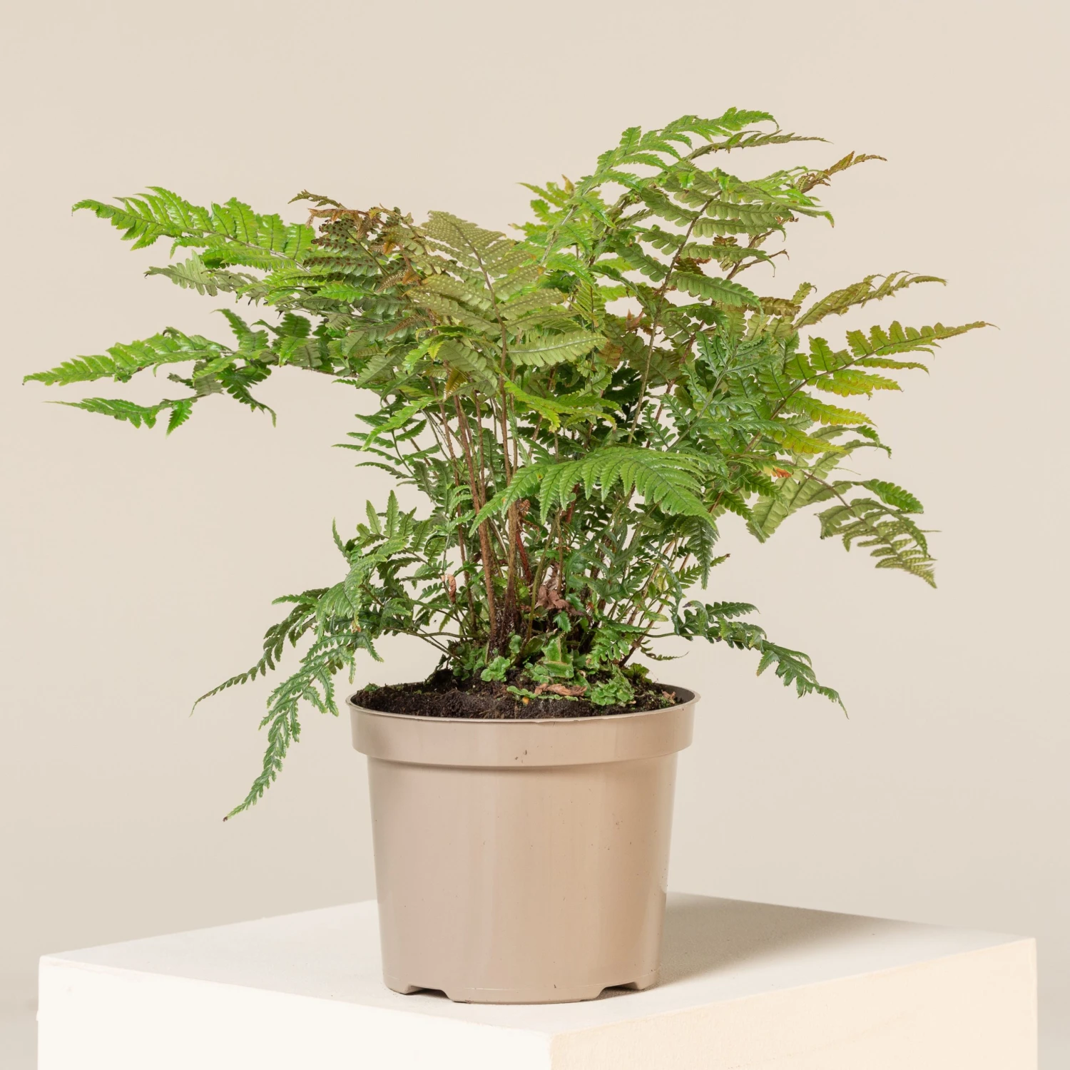 Dryopteris Lepidopoda 1 Dryopteris Lepidopoda