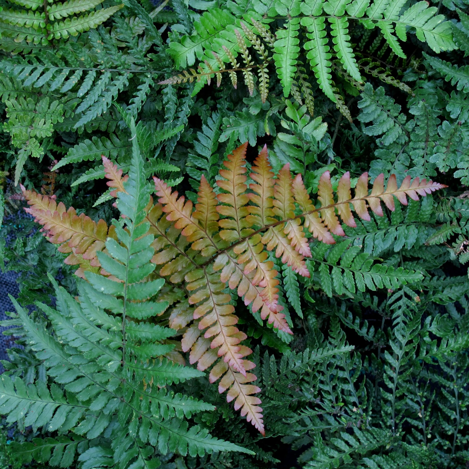 Dryopteris Lepidopoda 5 Dryopteris Lepidopoda - Image 5