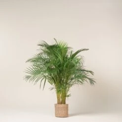 Dypsis Lutescens 20 Dypsis Lutescens -Plant Discount Store DLU 11 2 scaled 1