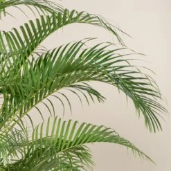 Dypsis Lutescens 22 Dypsis Lutescens -Plant Discount Store DLU 3 scaled 1