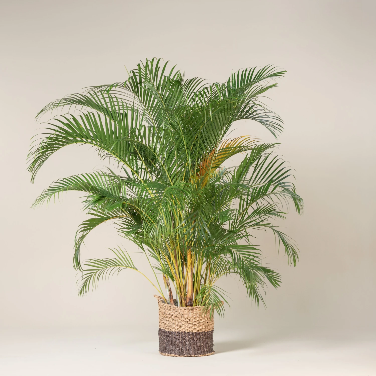 Dypsis Lutescens 2 Dypsis Lutescens - Image 2