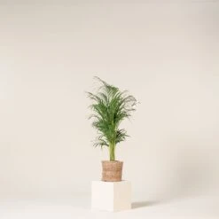 Dypsis Lutescens 25 Dypsis Lutescens -Plant Discount Store DLU 5 3 scaled 1