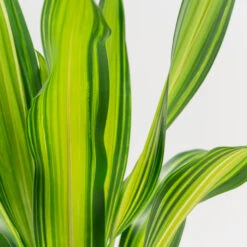 Dracaena Fragrans ‘Charley’ 7 Dracaena Fragrans ‘Charley’ -Plant Discount Store DRL 7 2