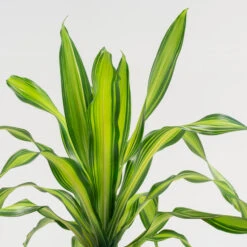 Dracaena Fragrans ‘Charley’ 6 Dracaena Fragrans ‘Charley’ -Plant Discount Store DRL 7 3