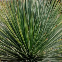 Dasylirion Serratifolium 11 Dasylirion Serratifolium -Plant Discount Store DSE 60a927342e8a3