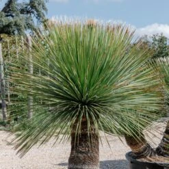 Dasylirion Serratifolium 12 Dasylirion Serratifolium -Plant Discount Store DSE 60a92736657aa