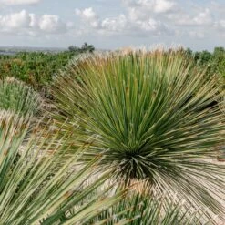 Dasylirion Serratifolium 13 Dasylirion Serratifolium -Plant Discount Store DSE 60a927389efaa