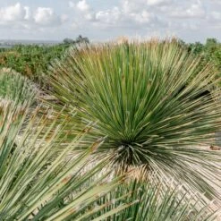 Dasylirion Serratifolium 14 Dasylirion Serratifolium -Plant Discount Store DSE 60a9273ad61ec