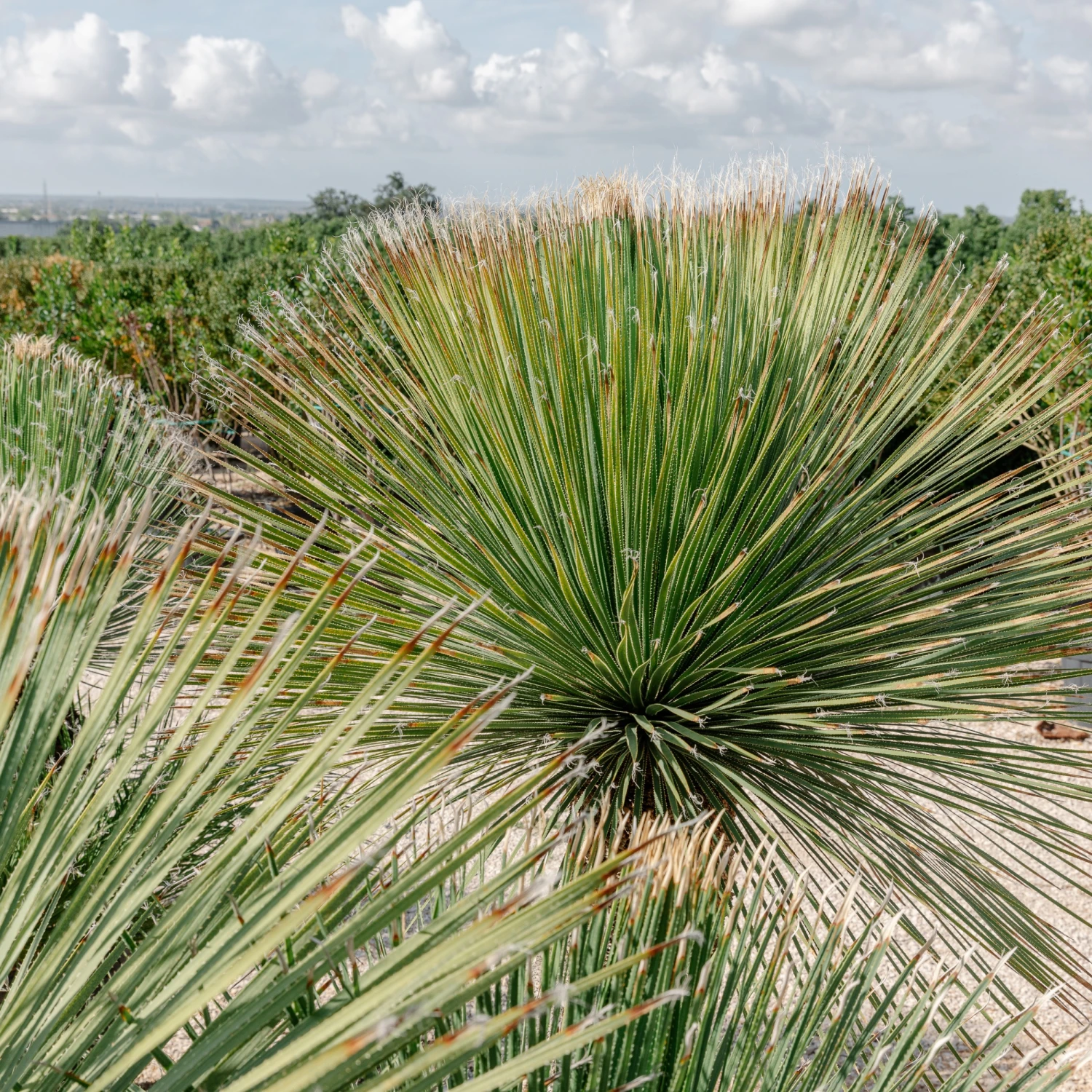 Dasylirion Serratifolium 7 Dasylirion Serratifolium - Image 7