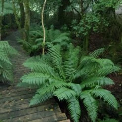 Dryopteris Wallichiana 10 Dryopteris Wallichiana -Plant Discount Store DWA 12 scaled 1