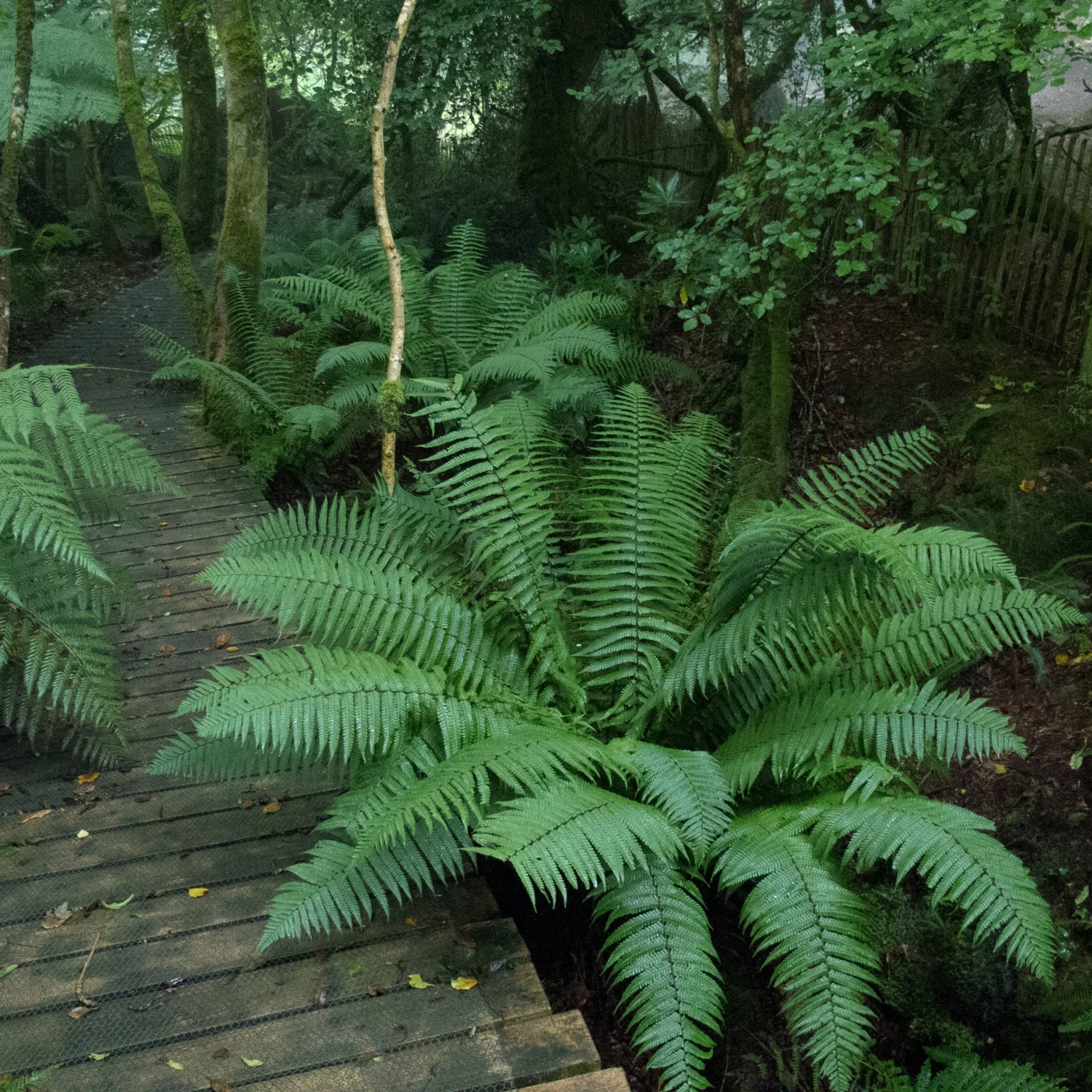 Dryopteris Wallichiana 5 Dryopteris Wallichiana - Image 5