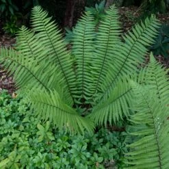 Dryopteris Wallichiana 8 Dryopteris Wallichiana -Plant Discount Store DWA 13 scaled 1