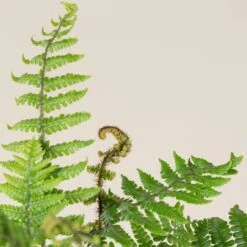 Dryopteris Wallichiana 9 Dryopteris Wallichiana -Plant Discount Store DWA 2 scaled 1